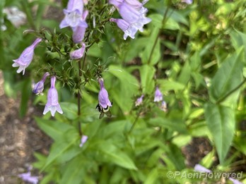 Plant in flower
